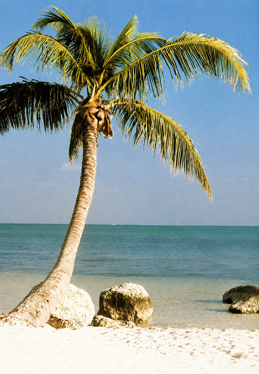 Palm tree leaning over a tropical beach with turquoise water